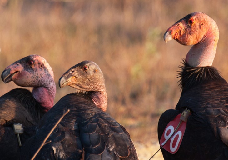 California Condor