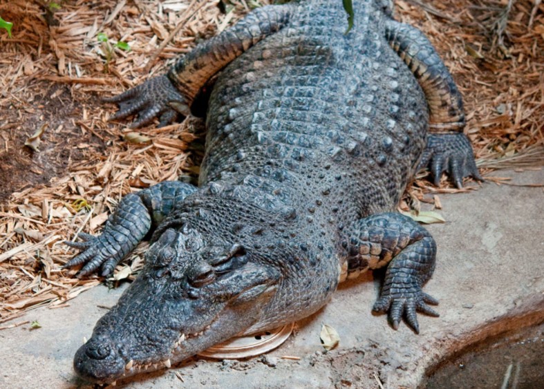 Siamese Crocodile