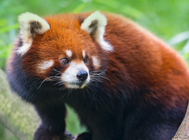 Red Panda