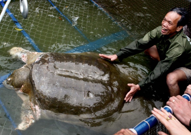 Yangtze Giant Softshell Turtle