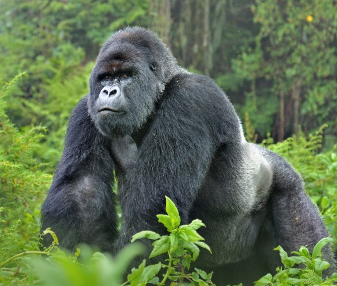 Mountain Gorilla