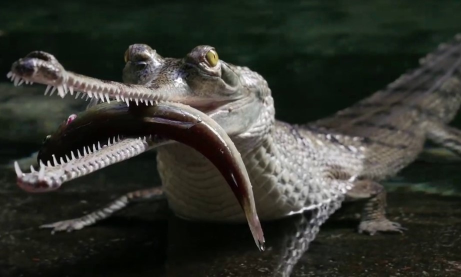 Gharial