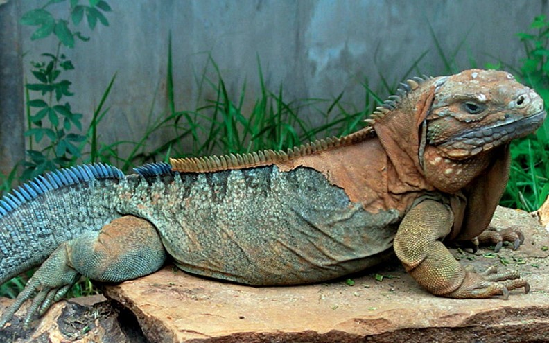 Jamaican Iguana