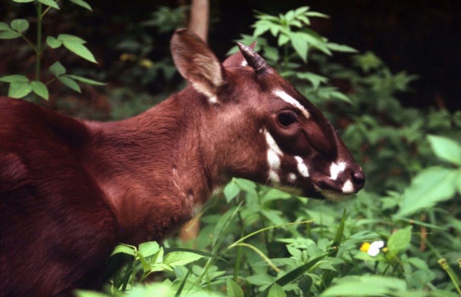 Saola