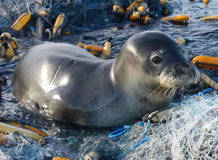 Hawaiian Monk Seal