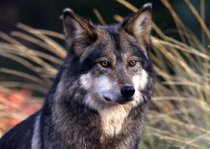 Mexican Wolf