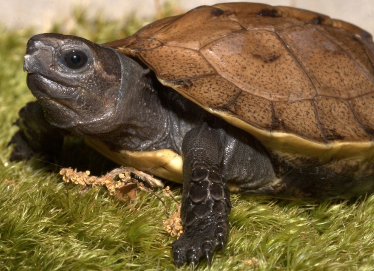 Arakan Forest Turtle