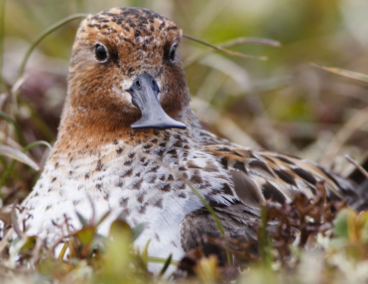 Spoon Billed Sandpiper