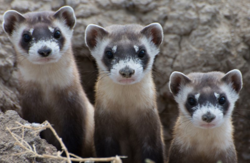 Black Footed Ferret