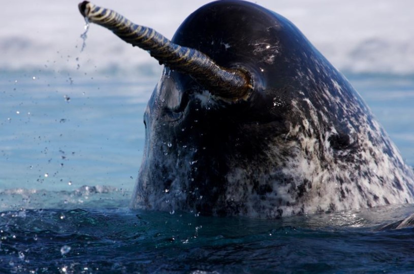 Narwhal