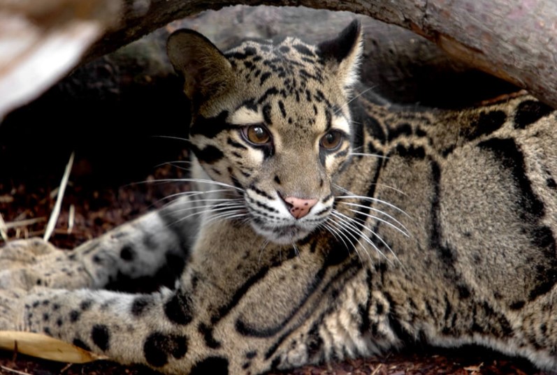 Clouded Leopard