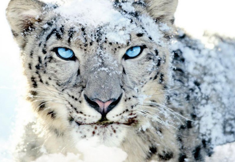 Snow Leopard