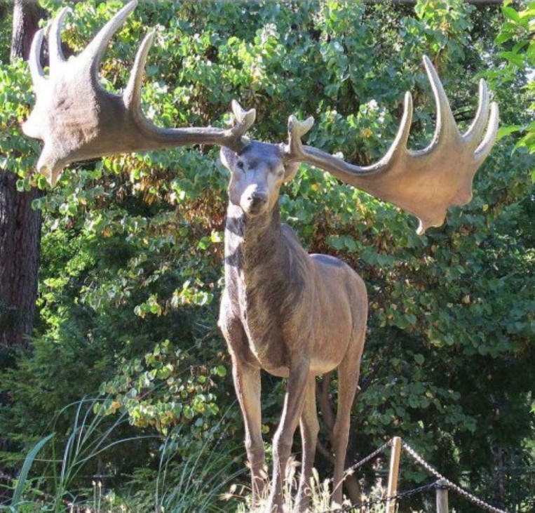 male elk size