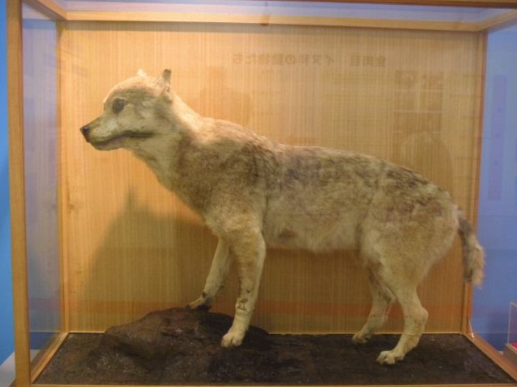 Japanese Honshu Wolf