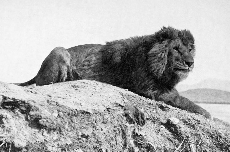 Barbary Lion