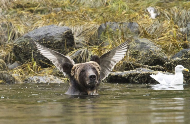 The Flying Bear