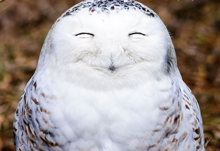 Emoji Owl