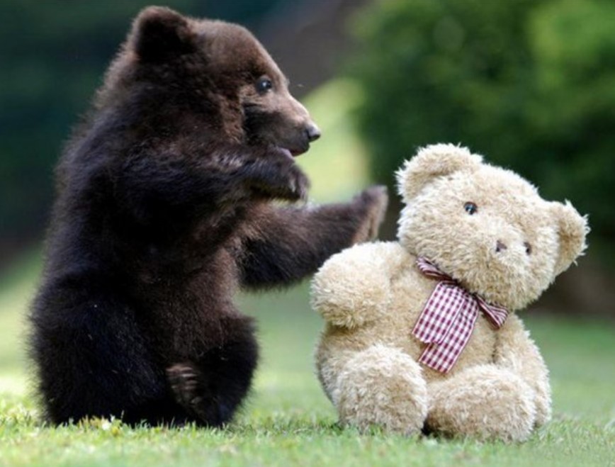 Teddy With His Bear