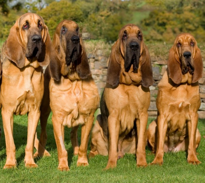 Bloodhound