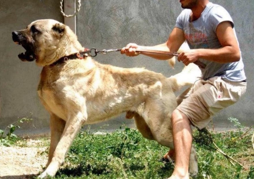 Kangal