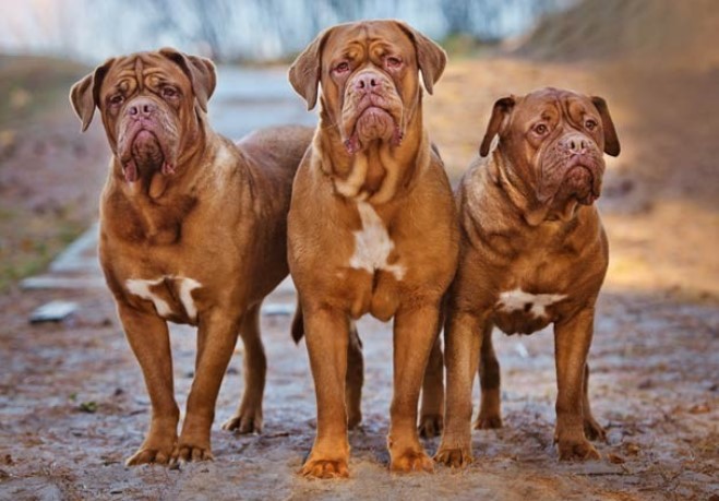 French Mastiff