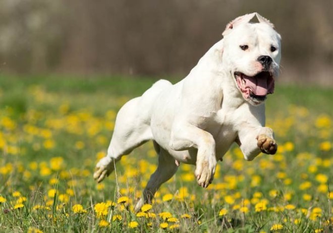 Dogo Argentino