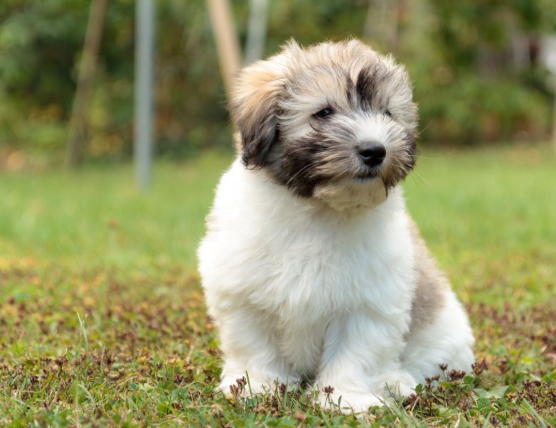 Coton De Tulear