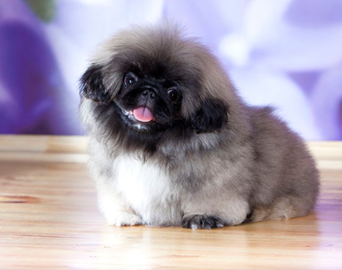 Pekingese