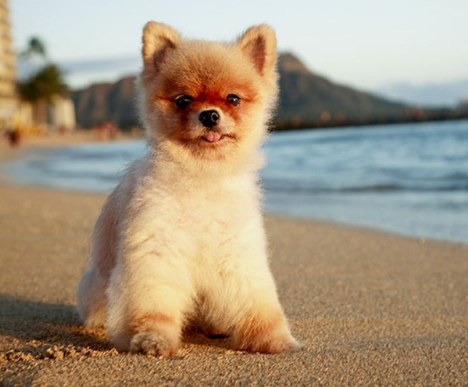 Pomeranian