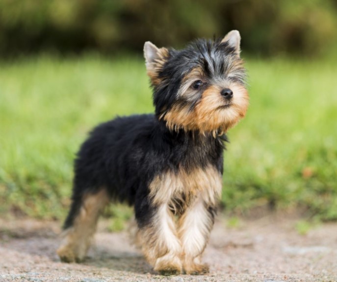 Yorkshire Terrier