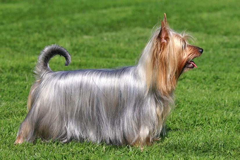 Silky Terrier