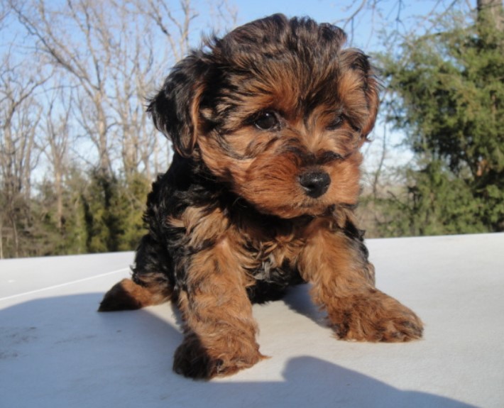 Yorkipoo