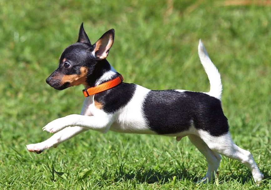 Toy Fox Terrier