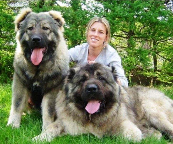 Caucasian Shepherd Dog