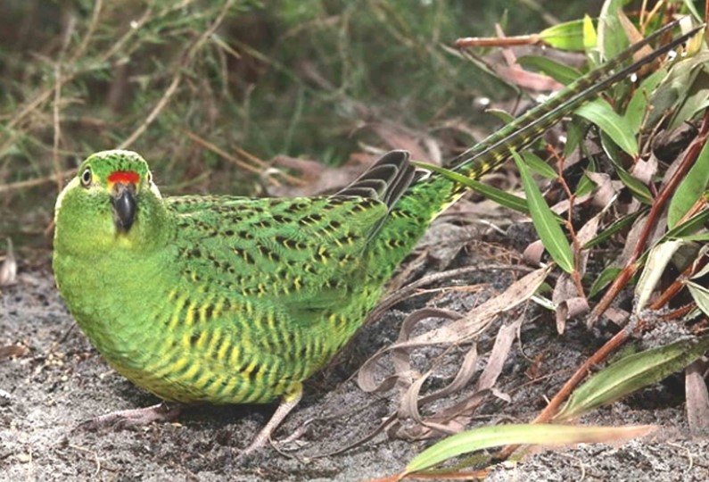 Australian Night Parrot