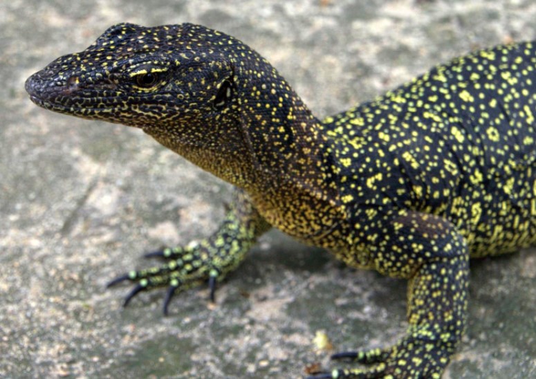 Varanus Douarrha