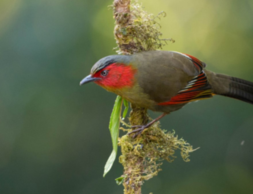 Red Faced Liocichla