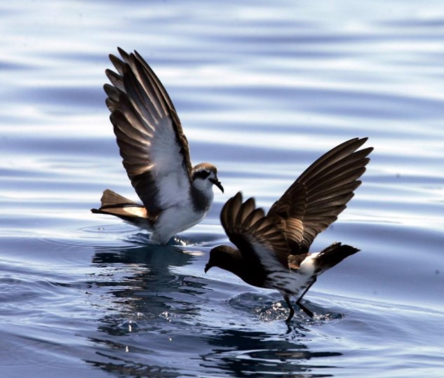 New Zealand Storm Petrel