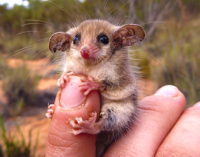 Mountain Pygmy Possum