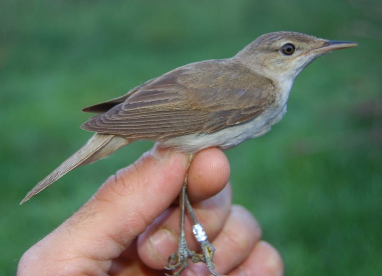 Large Billed Reed Warbler