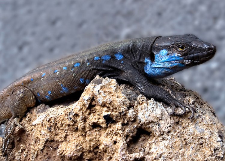 La Palma GiantLizard