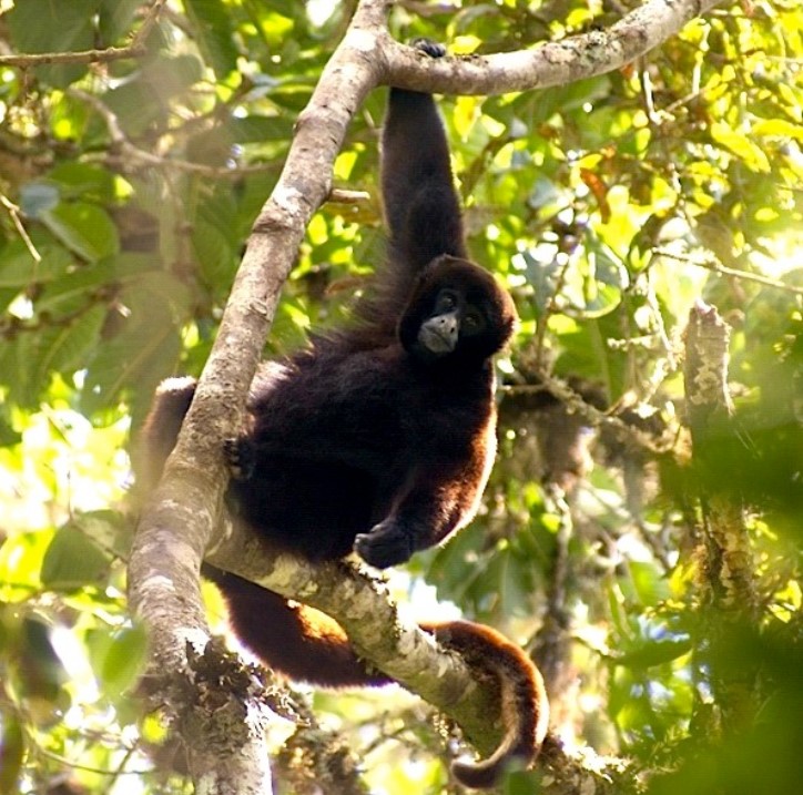 Yellow Tailed Woolly Monkey