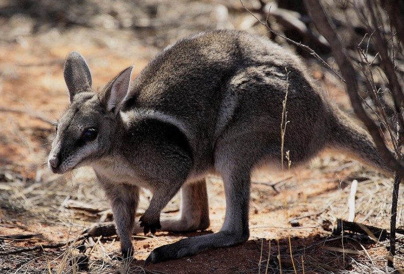 Bridled Nail Tail Wallaby