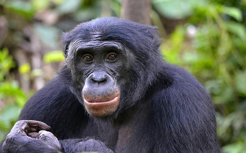 Bonobo