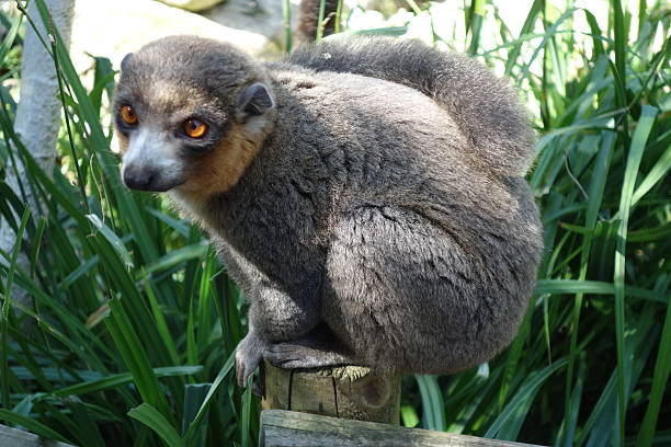 Northern Sportive Lemur