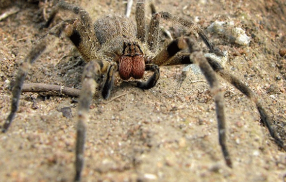 Brazilian Wandering Spider