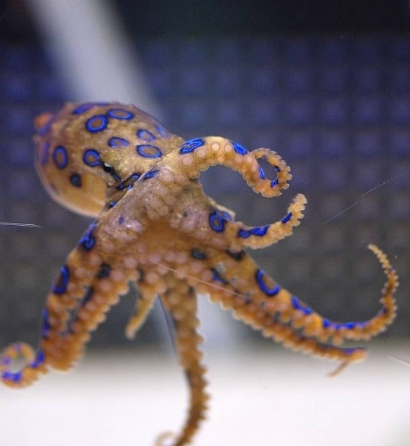 Blue Ring Octopus