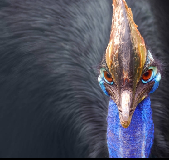 Cassowary