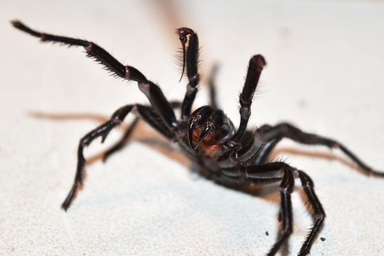 Sydney Funnel Web Spider