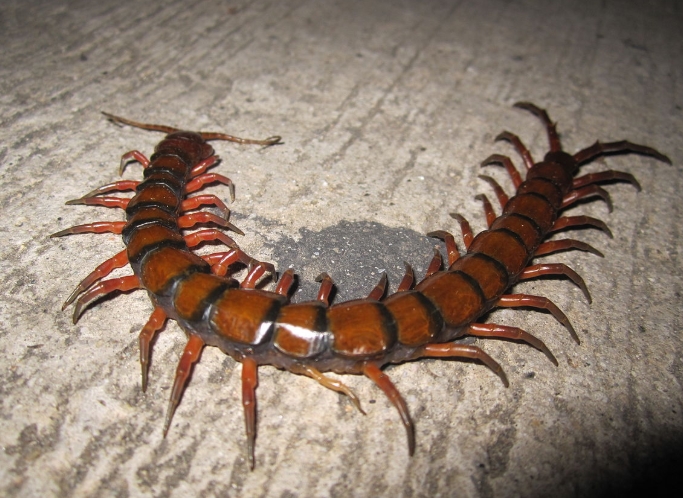 Giant Centipede